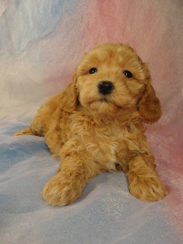 Female Bichon Poo puppy for sale #2 Born February 5, 2012